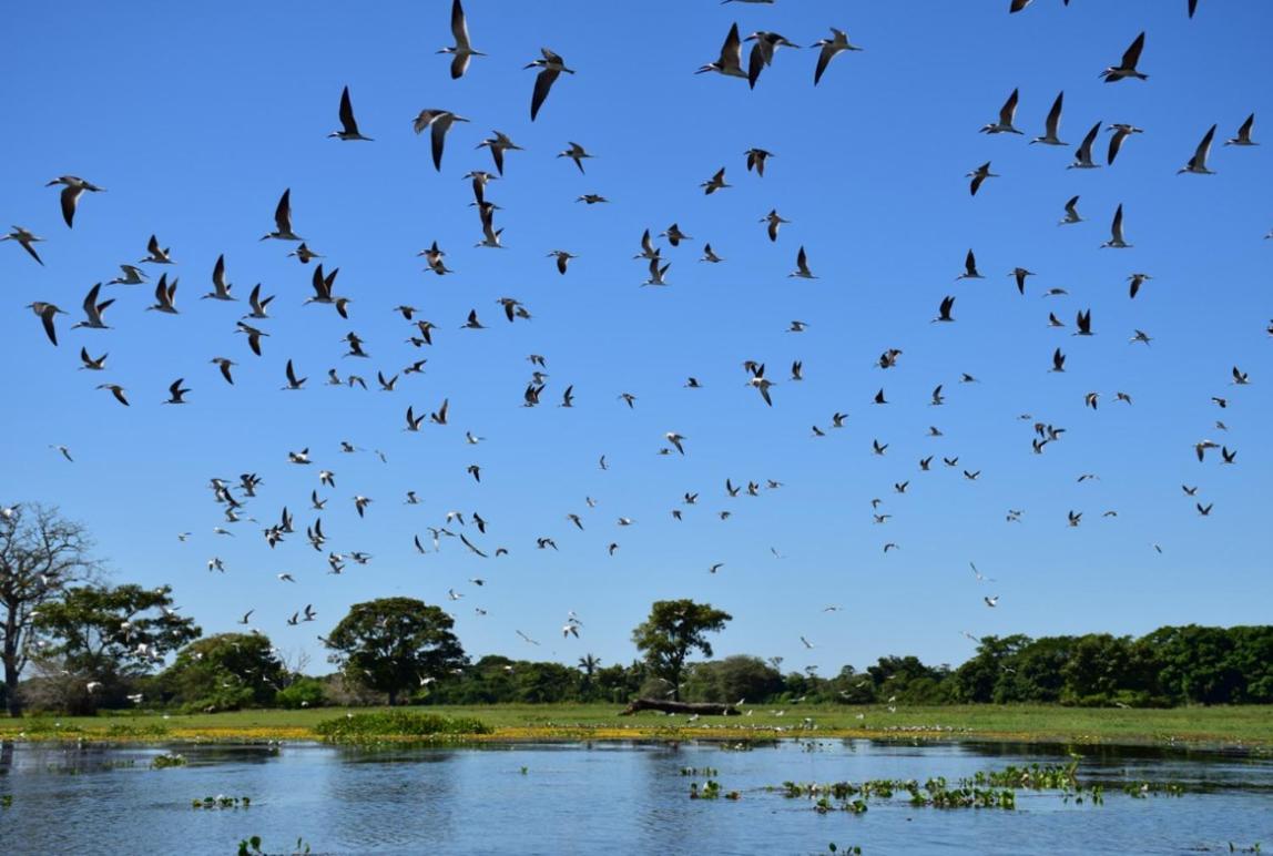 Pantanal - Pousada Sia Mariana Barao de Melgaco Dış mekan fotoğraf
