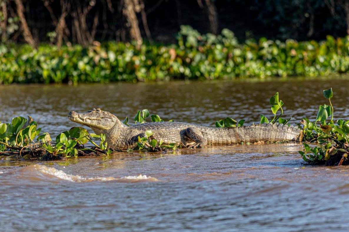 Pantanal - Pousada Sia Mariana Barao de Melgaco Dış mekan fotoğraf